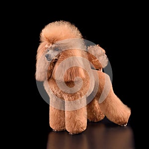 Beautiful apricot toy poodle