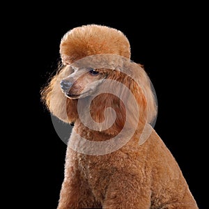 Beautiful apricot toy poodle