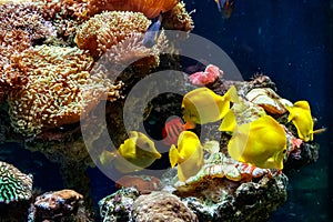 A beautiful aquarium with corals and fish yellow zebrasome yellow tang