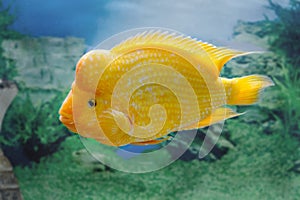 Beautiful aquarium fish Amphilophus citrinellus