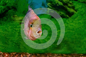 Beautiful aquarium fish Cichlasoma synspilum