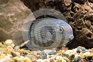 Beautiful aquarium fish floating in water against the background