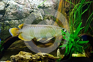 Beautiful aquarium fish floating in water against the background