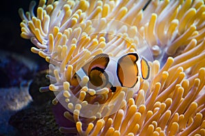 Beautiful aquarium fish floating in water against the background