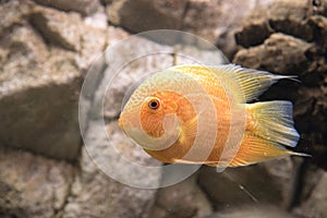 Beautiful aquarium fish floating in water against the background