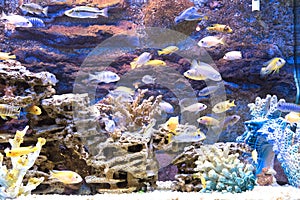 Beautiful aquarium fish floating in water against the background