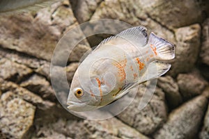 Beautiful aquarium fish floating in water against the background