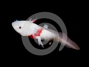 Beautiful aquarium fish / plant / amphibian Axolotl