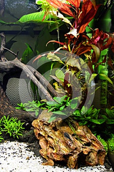 Beautiful aquatic decor