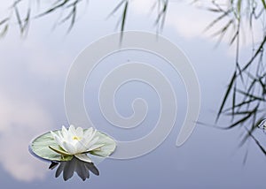 Beautiful aquatic plant, white water lily Nymphaea alba with reeds and clouds reflected in the lake