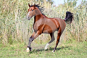 Beautiful arabian breed horse running on the field