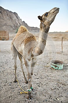 Beautiful arabian camel stands on ground outdoors