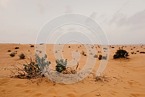 Beautiful Arabian desert landscape