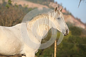 Beautiful arabian horse in autumn