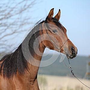 Beautiful arabian horse in autumn