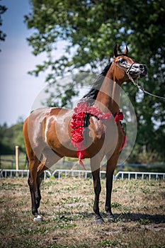 Beautiful Arabian horse. photo