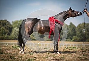 Beautiful Arabian horse. photo