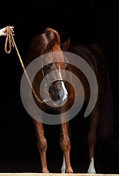 Beautiful arabian horse isolated on black background