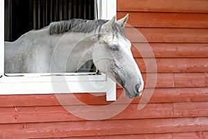 Beautiful Arabian horse looking out of stall window at wooden stable - Arabian horse portrait