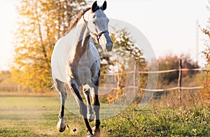 Beautiful arabian horse run gallop in flower meadow
