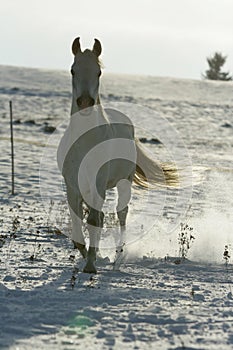 Beautiful arabian horse running in sunset