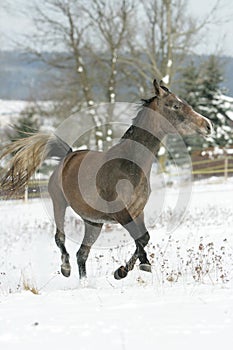 Beautiful arabian horse running in winter