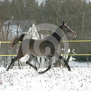 Beautiful arabian horse running in winter