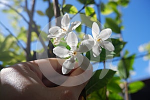 Beautiful Arabian Jasmine White Flowers (White Angel Flowers)