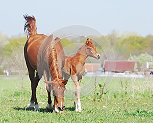 Beautiful arabian mare and foal