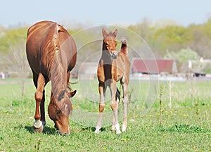 Beautiful arabian mare and foal