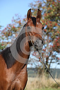 Beautiful arabian mare