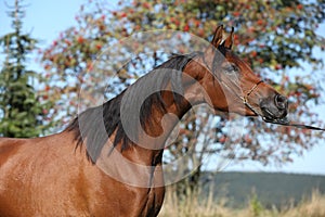 Beautiful arabian mare