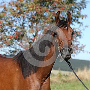 Beautiful arabian mare