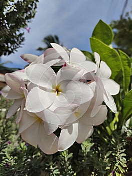 Beautiful Araliya flower in a tree photo