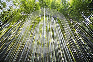 Beautiful Arashiyama Bamboo forest in Kyoto, Japan