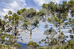The beautiful AraucÃ¡ria pine tree in the mountains of SÃ£o Paulo State, Brazil. photo