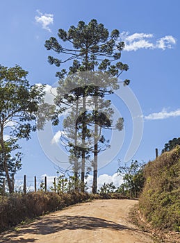 The beautiful AraucÃ¡ria pine tree in the mountains south of Minas Gerais State in Brazil. photo