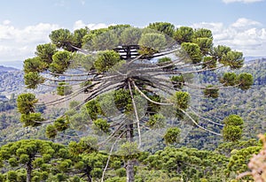 The beautiful AraucÃ¡ria pine tree in the mountains south of Minas Gerais State, Brazil. photo