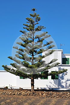 A beautiful Araucaria on Lanzarote, Spain.