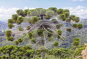 The beautiful Araucária pine tree in the mountains south of Minas Gerais State, Brazil.