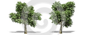 Beautiful Arbutus menziesii tree isolated and cutting on a white background with clipping path