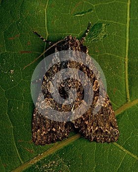 Beautiful Arches, Noctuidae Blepharita satura photo