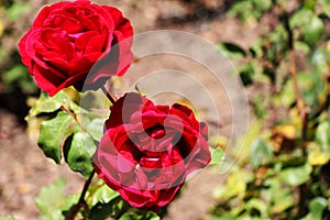 Santa Barbara Mission Bright Rose Garden