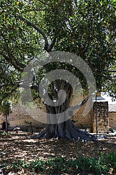 Santa Barbara Mission Tree Orchard