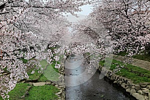 A beautiful archway of pink cherry blossom trees Sakura Namiki over a canal with green grassy riverbanks in Fukiage, Saitama