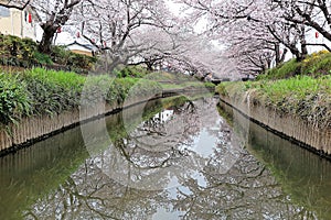 Beautiful archway of pink cherry blossom trees  Sakura Namiki  on the river bank of a canal in Fukiage, Saitama, Japan