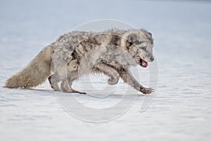 Beautiful arctic fox,