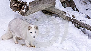 Beautiful Arctic Fox with the most beautiful blue eyes of the world