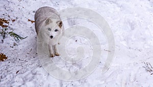 Beautiful Arctic Fox with the most beautiful blue eyes of the world