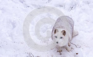 Beautiful Arctic Fox with the most beautiful blue eyes of the world